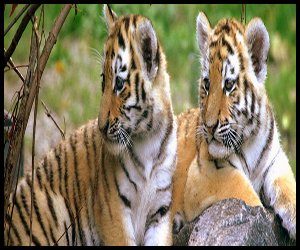 corbett national park