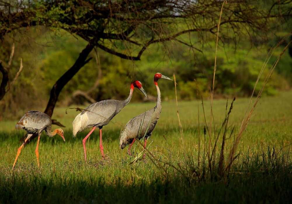 Bharatpur Weekend Getaways from Delhi