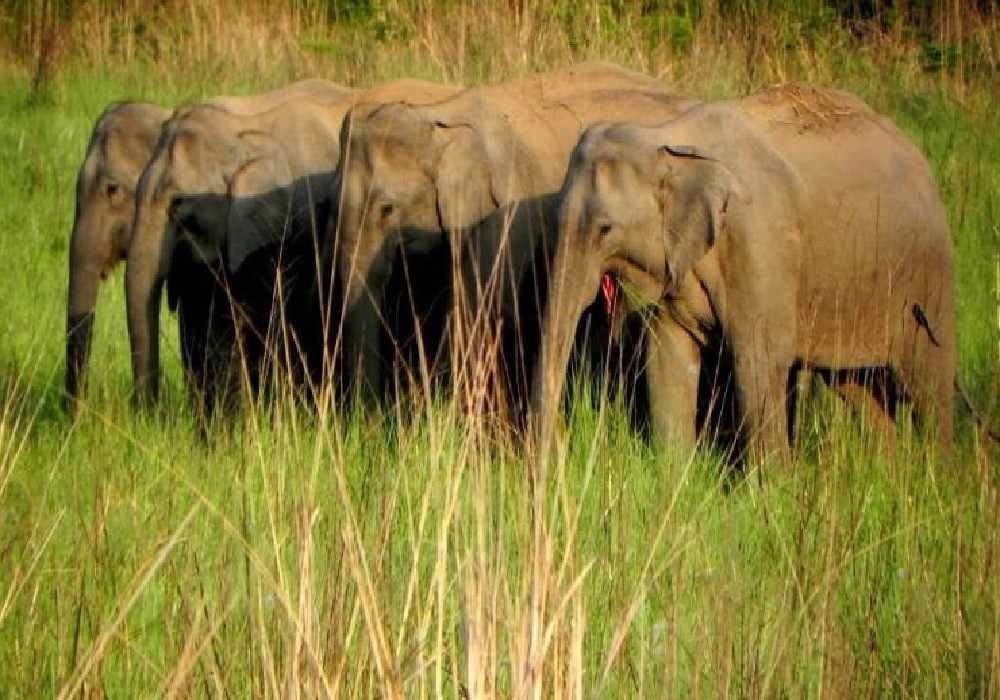 Jim Corbett National Park Weekend Getaways from Delhi