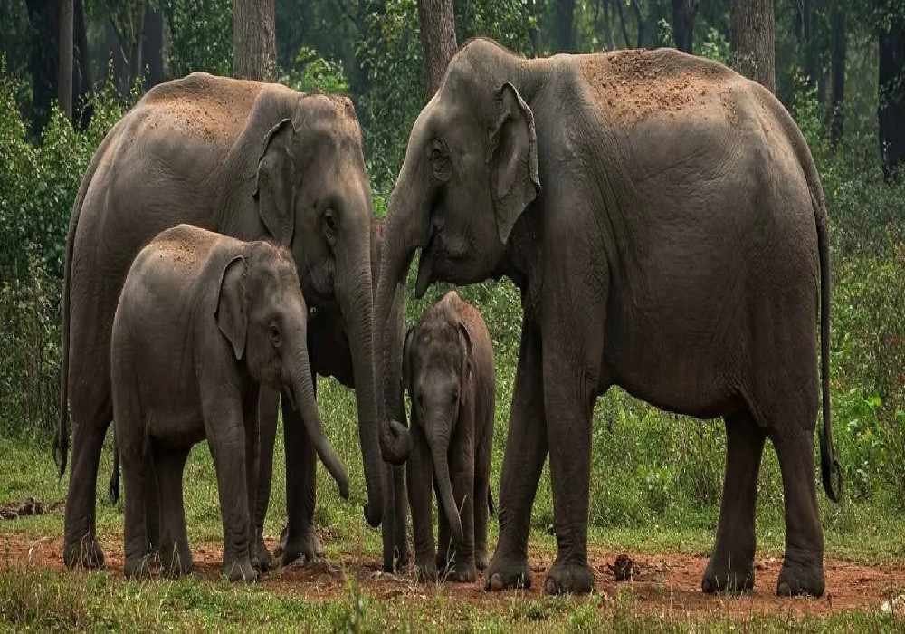 Dudhwa National Park Group Tour