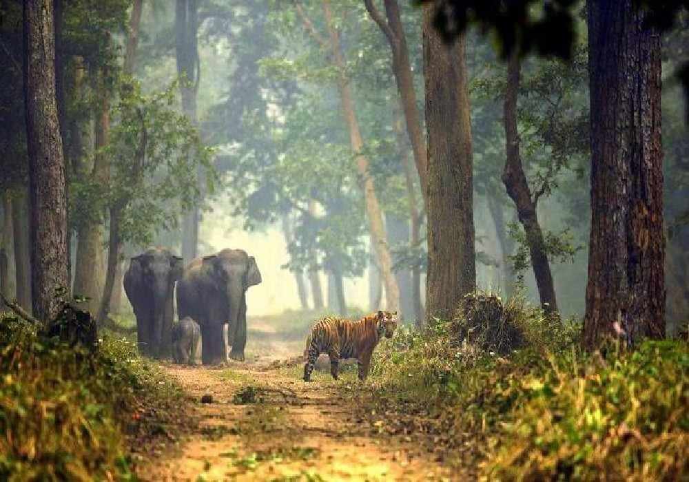 Dudhwa National Park Group Tour