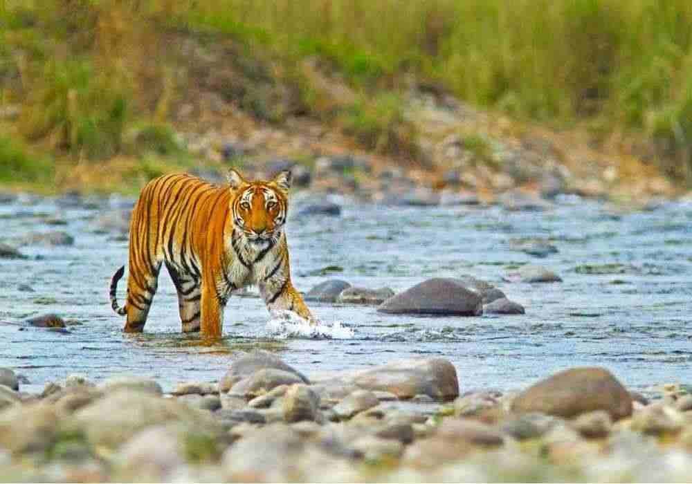 Jim Corbett National Park Weekend Getaways from Delhi