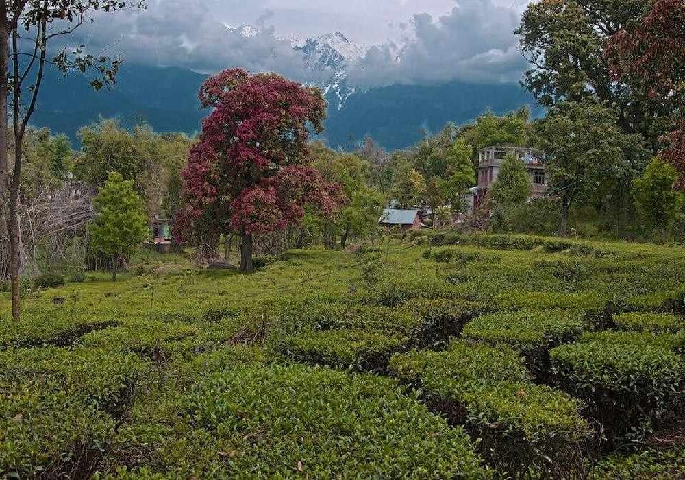 Kangra Weekend Getaways from Delhi