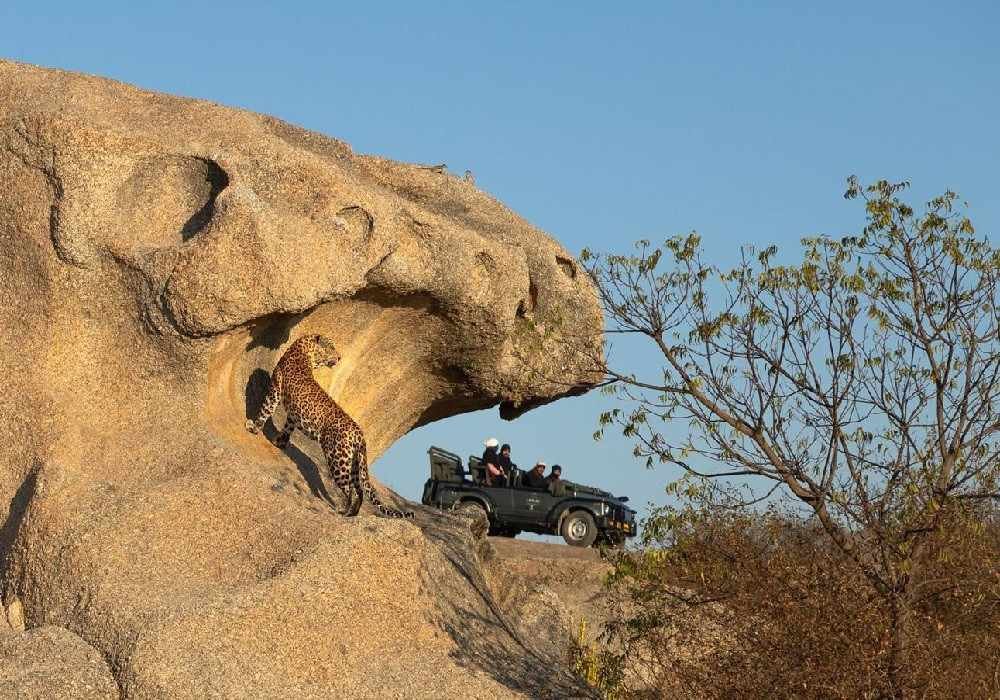 Jawai Leopard Safari Trip from Delhi