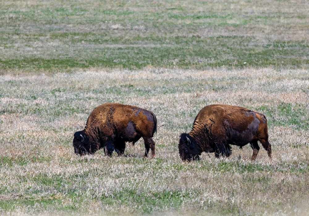 Dudhwa National Park Trip Package from Delhi