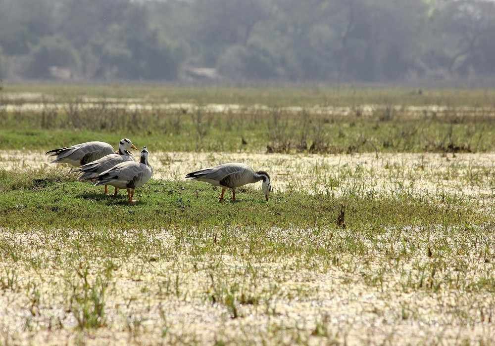 Bharatpur Group Tour