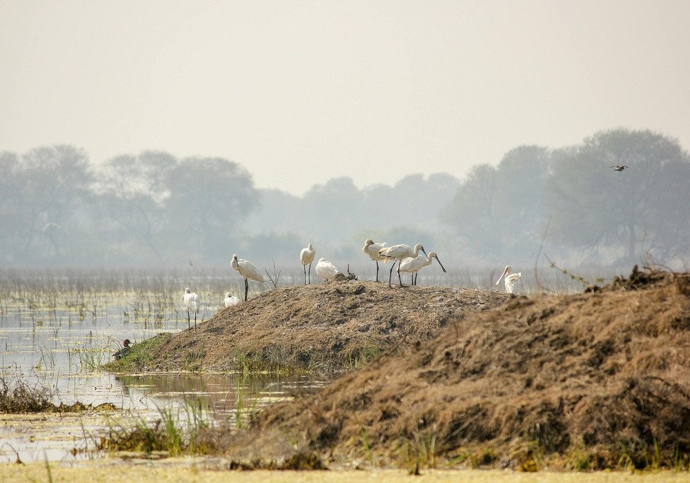 Bharatpur Group Tour