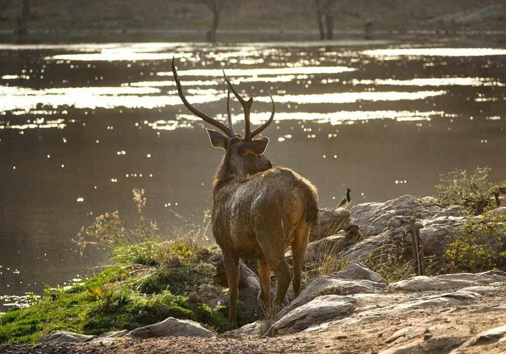Ranthambore Weekend Getaways from Delhi