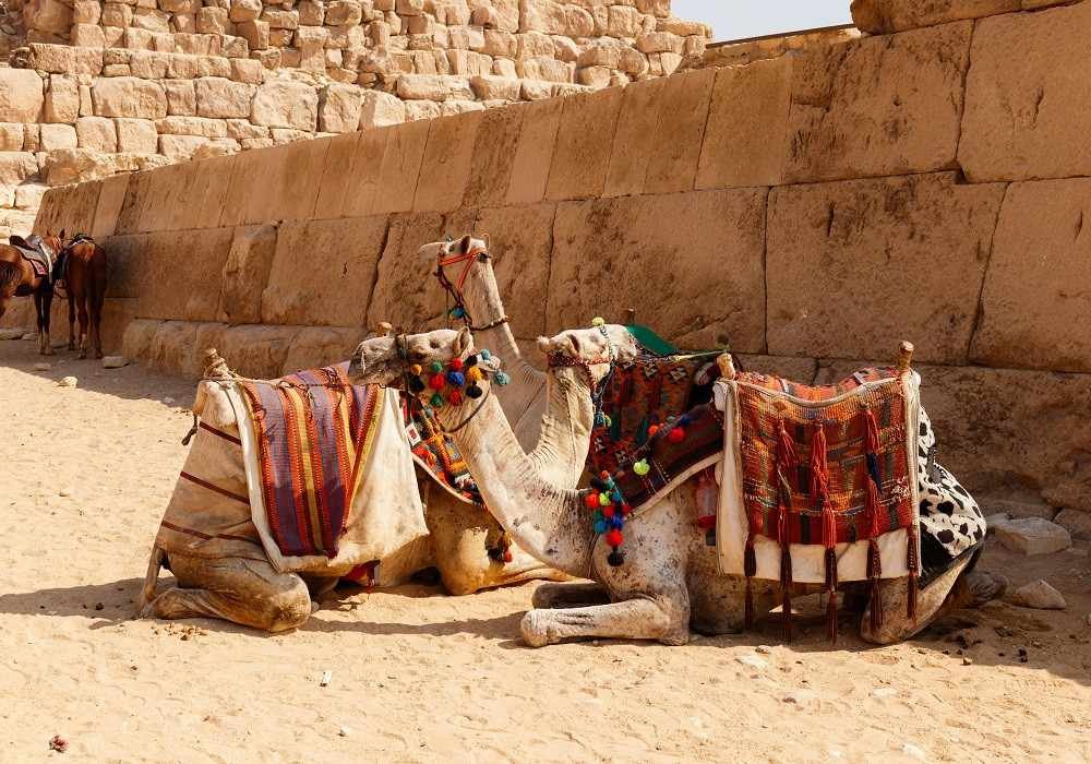 Jaisalmer Camel Safari Package from Delhi