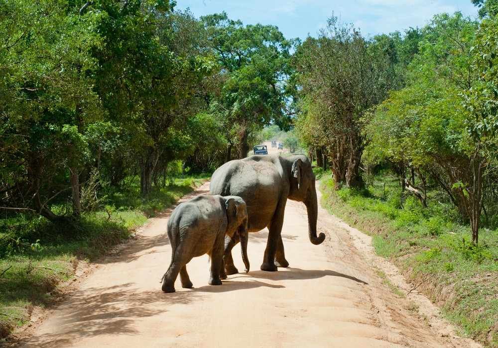 Rajaji National Park Weekend Getaways from Delhi