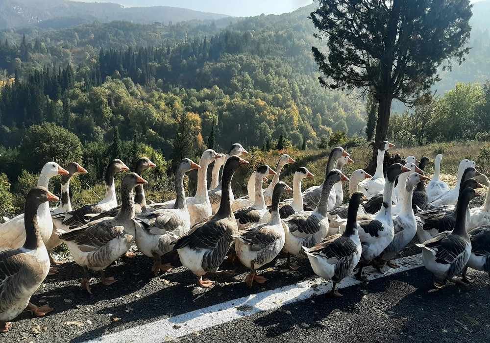 Sethan Valley Weekend Getaways from Delhi