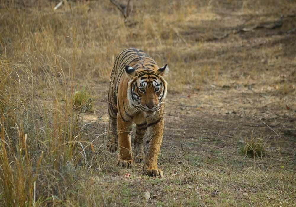 Ranthambore Weekend Getaways from Delhi