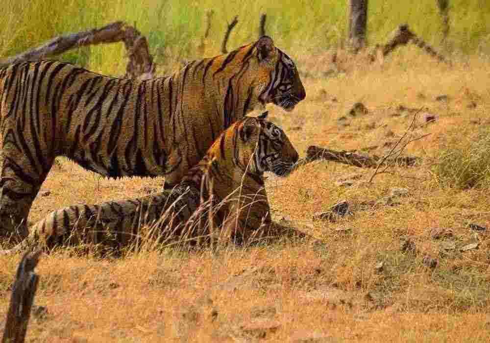 Golden Triangle Tour with Ranthambore
