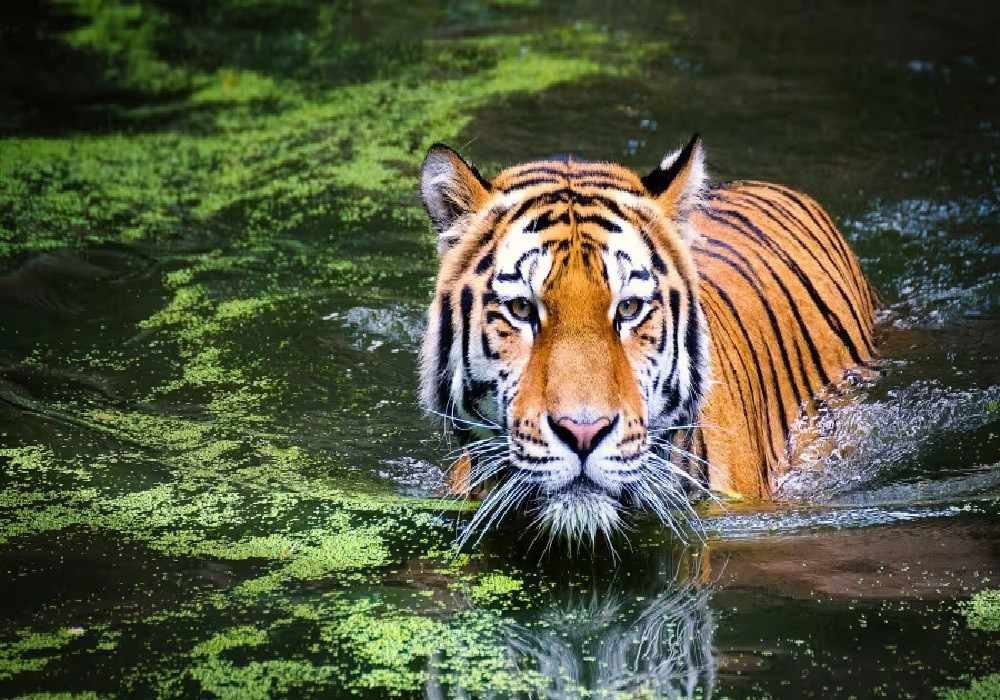 Ranthambore Weekend Getaways from Delhi