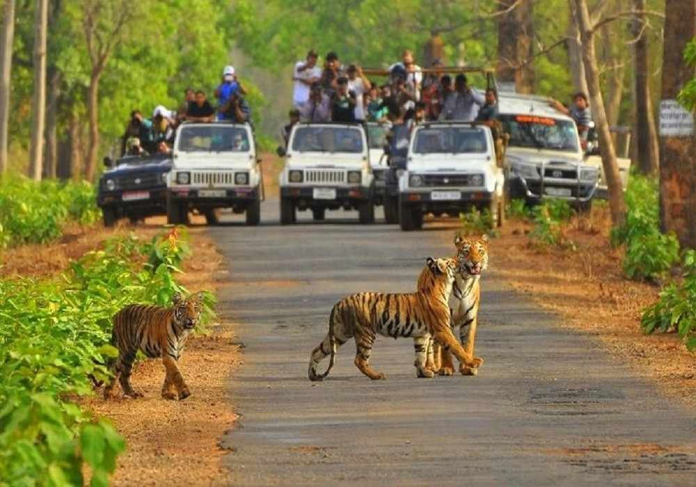 Sariska Group Tour